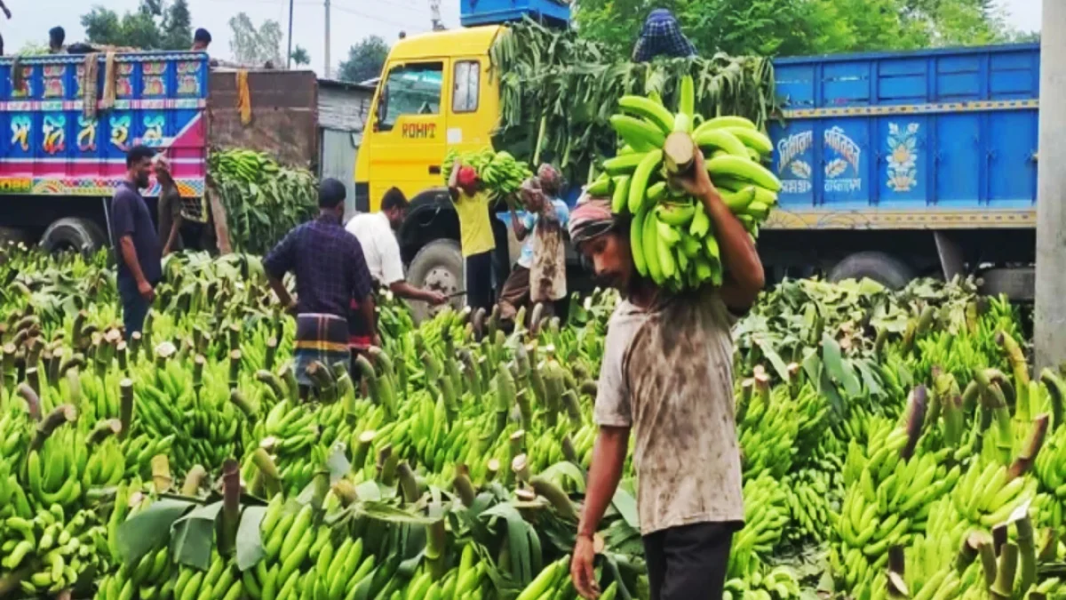জমে উঠেছে উত্তরাঞ্চলের দ্বিতীয় বৃহত্তম কলার হাট